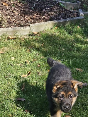 Wunderschöne DSH - Welpen Lang, Deutscher Schäferhund Welpen - Rüde