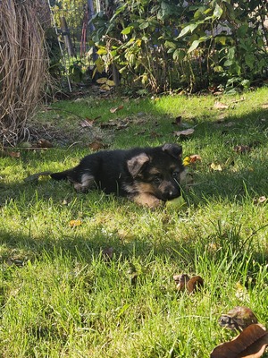Wunderschöne DSH - Welpen Lang, Deutscher Schäferhund Welpen - Rüde