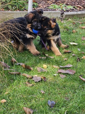 Wunderschöne DSH - Welpen Lang, Deutscher Schäferhund Welpen - Rüde