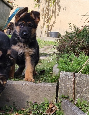 Wunderschöne DSH - Welpen Lang, Deutscher Schäferhund Welpen - Rüde