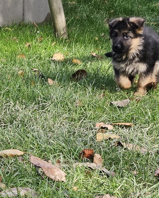 Wunderschöne DSH - Welpen Lang, Deutscher Schäferhund Welpen - Rüde