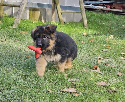 Wunderschöne DSH - Welpen Lang, Deutscher Schäferhund Welpen - Rüde