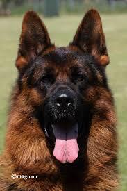 Wunderschöne DSH - Welpen Lang, Deutscher Schäferhund Welpen - Rüde