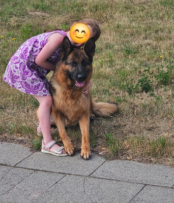 Wunderschöne DSH - Welpen Lang, Deutscher Schäferhund Welpen - Rüde