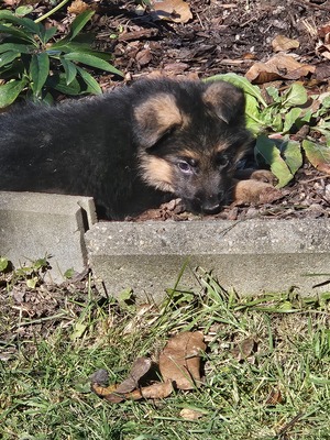 Wunderschöne DSH - Welpen Langstockhaar + Stockhaar, Deutscher Schäferhund Welpen - Rüde