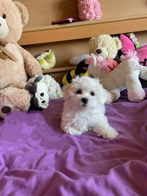 Wunderschöne Havaneser Welpen, Havaneser Welpen - Hündin