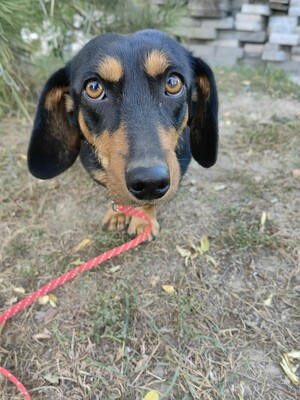 Wunderschöne Virag sucht dich..., Dackel-Mischling - Hündin