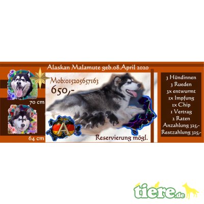 Wurf, Alaskan Malamute Welpen - Rüde