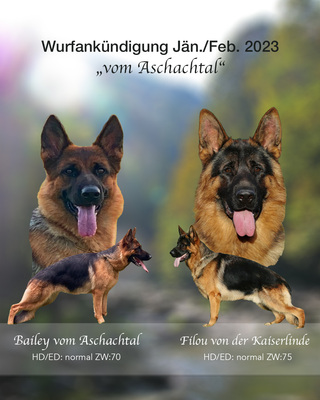 Wurfankündigung: Bailey vom Aschachtal - Filou von der Kaiserlinde, Deutscher Schäferhund Welpen - Hündin 1