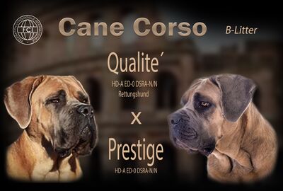 Wurfankündigung Cane Corso Welpen, Cane Corso Welpen - Rüde 1