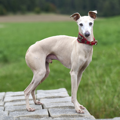 Wurfankündigung, Italienische Windspiel Welpen - Hündin