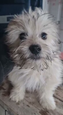 🤍 Wuschel – eine kleine weiße Knutschkugel auf der Suche nach seinem Für-Immer-Zuhause 🤍, Bichon - Mischling Welpen - Rüde