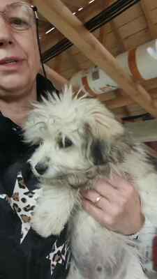 🤍 Wuschel – eine kleine weiße Knutschkugel auf der Suche nach seinem Für-Immer-Zuhause 🤍, Bichon - Mischling Welpen - Rüde