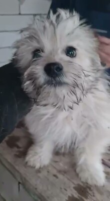 🤍 Wuschel – eine kleine weiße Knutschkugel auf der Suche nach seinem Für-Immer-Zuhause 🤍, Bichon - Mischling Welpen - Rüde