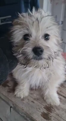 🤍 Wuschel – eine kleine weiße Knutschkugel auf der Suche nach seinem Für-Immer-Zuhause 🤍, Bichon - Mischling Welpen - Rüde