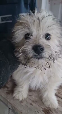 🤍 Wuschel – eine kleine weiße Knutschkugel auf der Suche nach seinem Für-Immer-Zuhause 🤍, Bichon - Mischling Welpen - Rüde