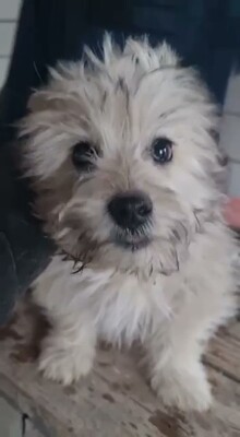 🤍 Wuschel – eine kleine weiße Knutschkugel auf der Suche nach seinem Für-Immer-Zuhause 🤍, Bichon - Mischling Welpen - Rüde