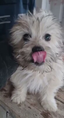 🤍 Wuschel – eine kleine weiße Knutschkugel auf der Suche nach seinem Für-Immer-Zuhause 🤍, Bichon - Mischling Welpen - Rüde