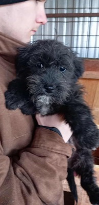 Wuschelzwergerl Dori sucht dringend ein liebevolles Zuhause