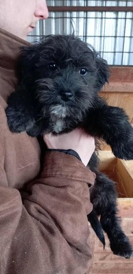 Wuschelzwergerl Dori sucht dringend ein liebevolles Zuhause, Bolonka - Mischling Welpen - Hündin