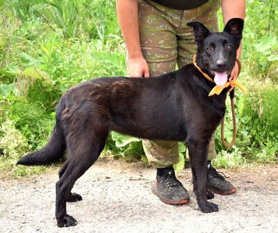 XENA F30, Schäferhund-Mischling - Hündin