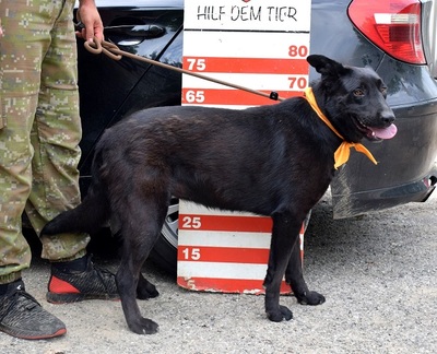 XENA F30, Schäferhund-Mischling - Hündin