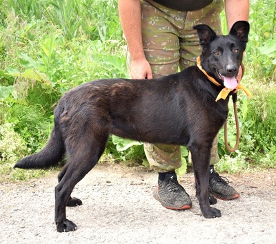 XENA F30, Schäferhund-Mischling - Hündin