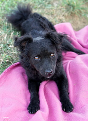 XENIA - R E S E R V I E R T !!!!! sehr zutraulich und aufgeschlossen, liebt Streicheleinheiten, verschmust, quirlig, verspielt, Mischling (Video auf HP) - Hündin