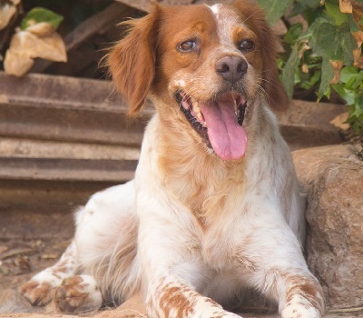 XIP, Breton Epagneul - Rüde