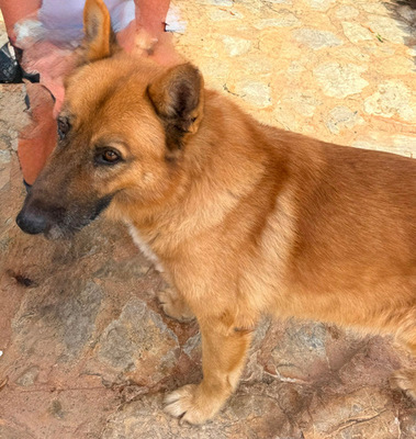 XISCO, Schäferhund-Mischling - Rüde