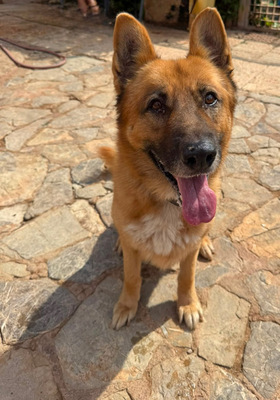 XISCO, Schäferhund-Mischling - Rüde