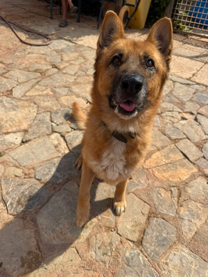 XISCO, Schäferhund-Mischling - Rüde