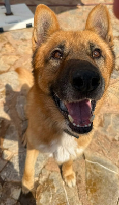 XISCO, Schäferhund-Mischling - Rüde