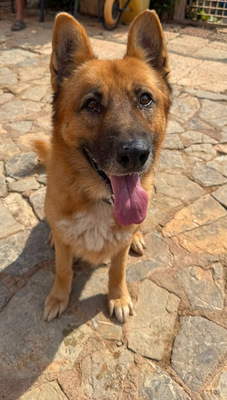 XISCO, Schäferhund-Mischling - Rüde