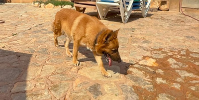 XISCO, Schäferhund-Mischling - Rüde