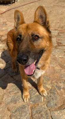 XISCO, Schäferhund-Mischling - Rüde