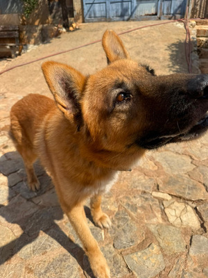 XISCO, Schäferhund-Mischling - Rüde