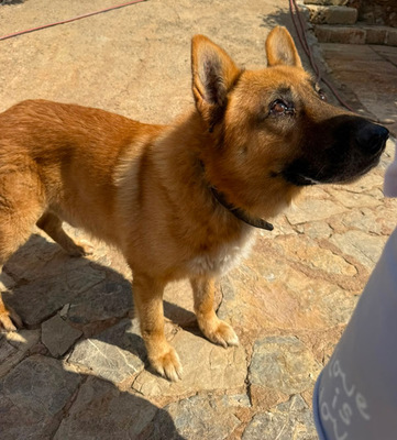 XISCO, Schäferhund-Mischling - Rüde