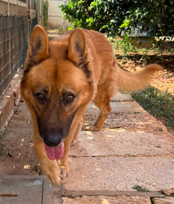 XISCO, Schäferhund-Mischling - Rüde