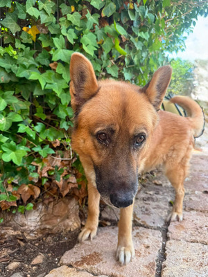 XISCO, Schäferhund-Mischling - Rüde