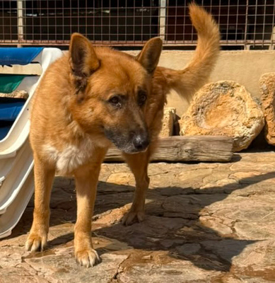 XISCO, Schäferhund-Mischling - Rüde