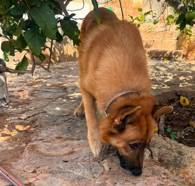 XISCO, Schäferhund-Mischling - Rüde