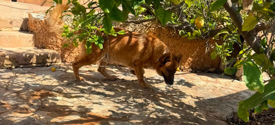 XISCO, Schäferhund-Mischling - Rüde