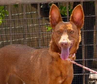 XISPA, Podenco Andaluz - Hündin 1