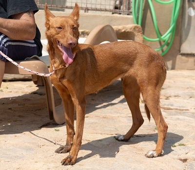 XISPA, Podenco Andaluz - Hündin