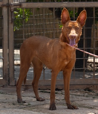 XISPA, Podenco Andaluz - Hündin