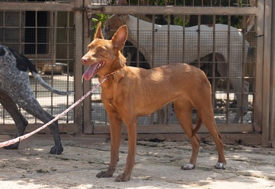 XISPA, Podenco Andaluz - Hündin