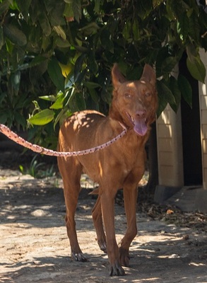 XISPA, Podenco Andaluz - Hündin