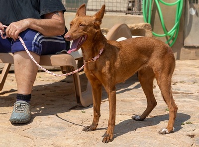 XISPA, Podenco Andaluz - Hündin