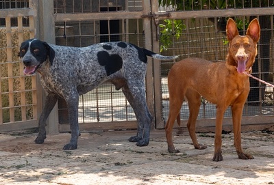 XISPA, Podenco Andaluz - Hündin